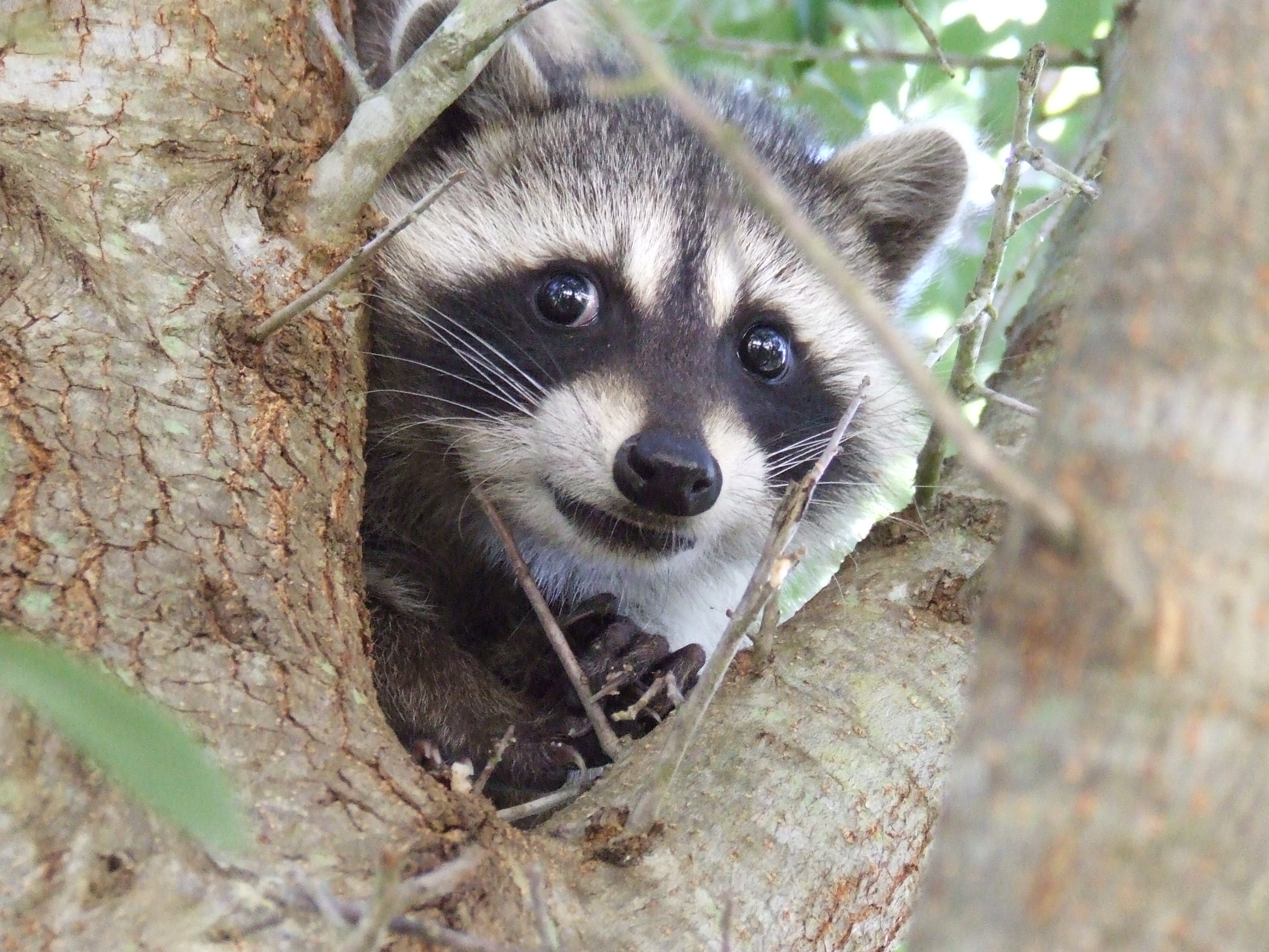 cute racoon peeking out of tree